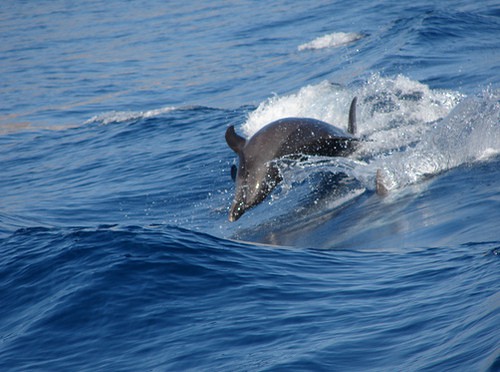 Dolphin Cruise