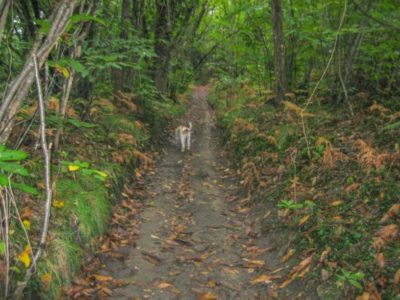 Forest trail in Dordogne