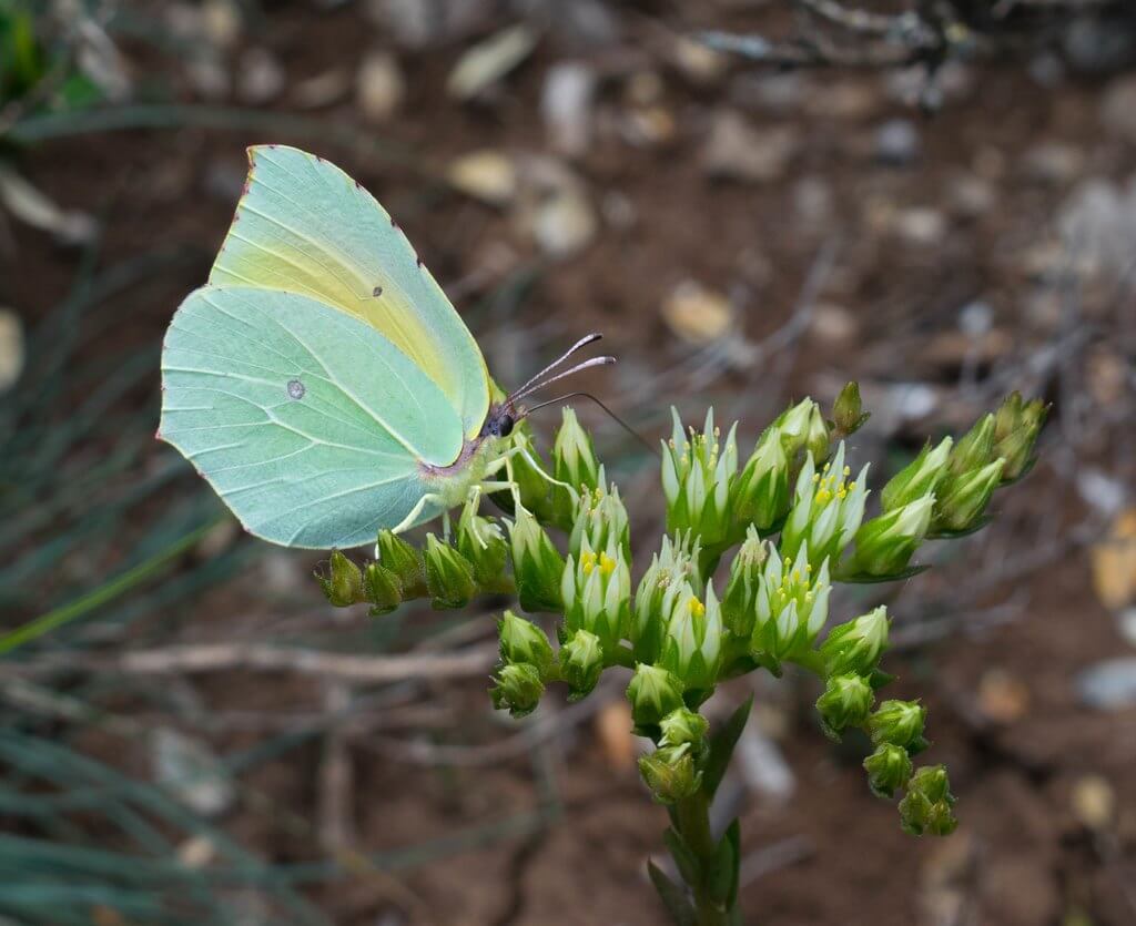 beautiflies on verdon gorge