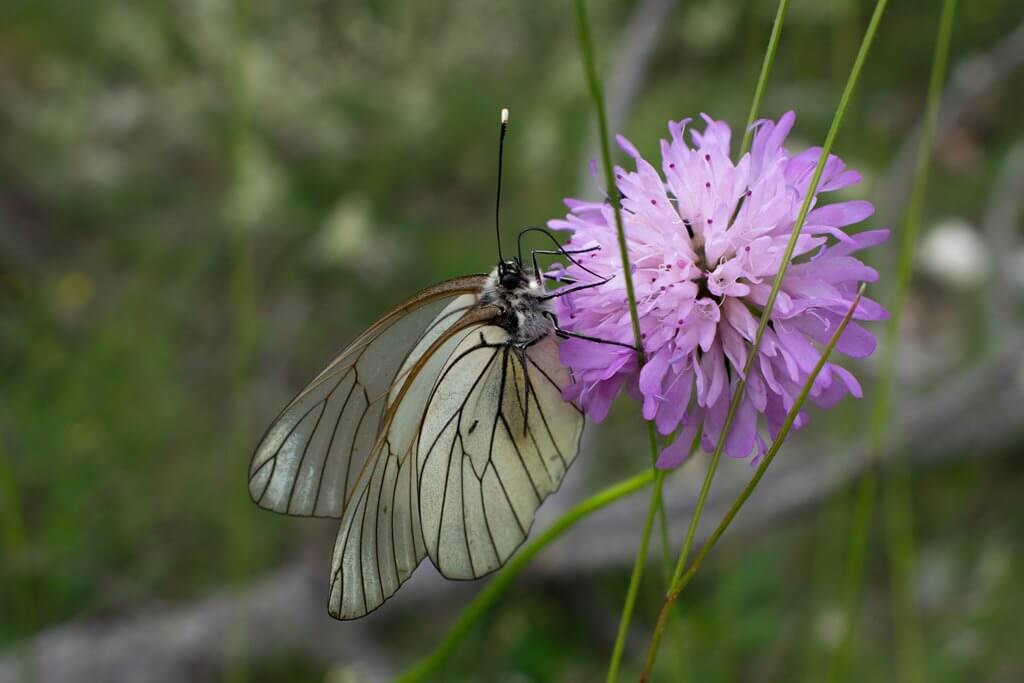 beautiflies on verdon gorge