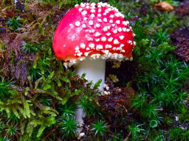 Botanical garden Mushroom