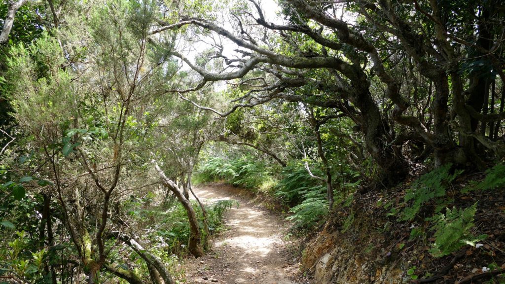 La Gomera island Garajonay National Park