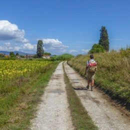 person hiking next to sunflowers