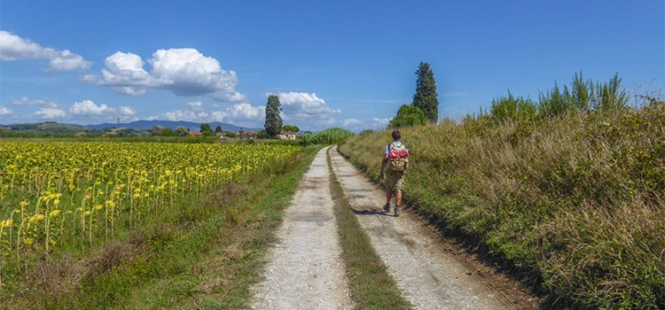 person hiking next to sunflowers